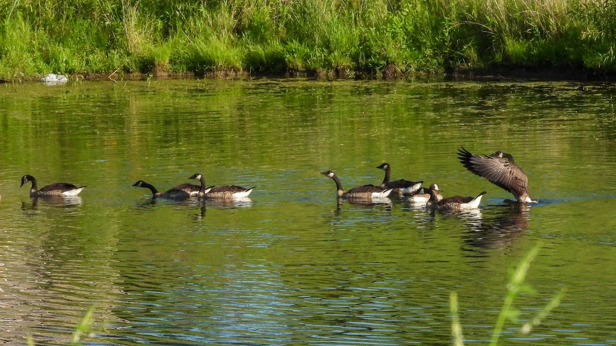 Canada Goose - ML638341795