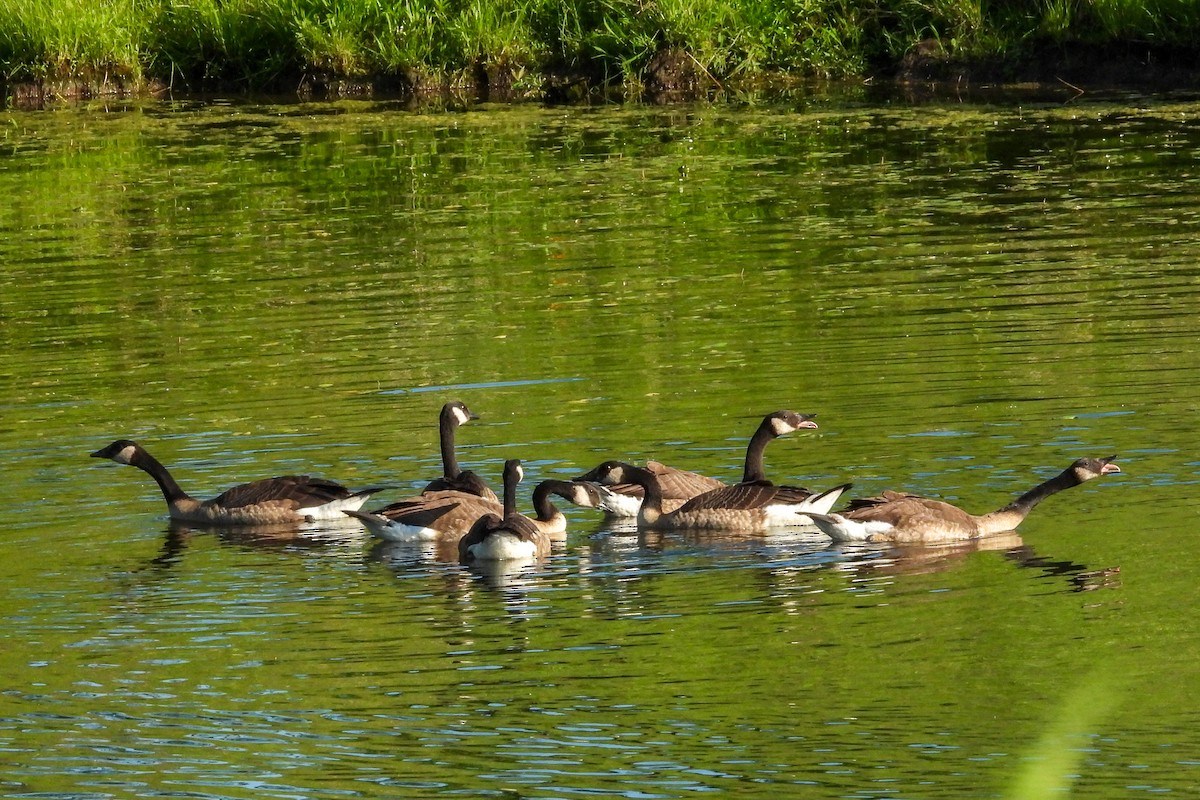 Canada Goose - ML638341796