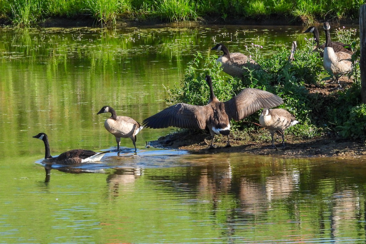 Canada Goose - ML638341797