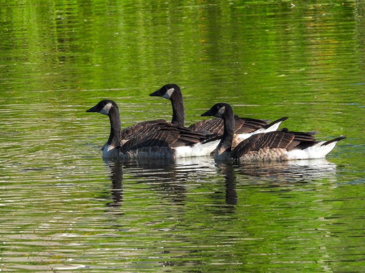Canada Goose - ML638341799