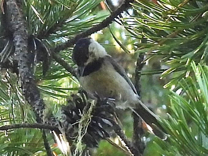 Mountain Chickadee - ML638341816