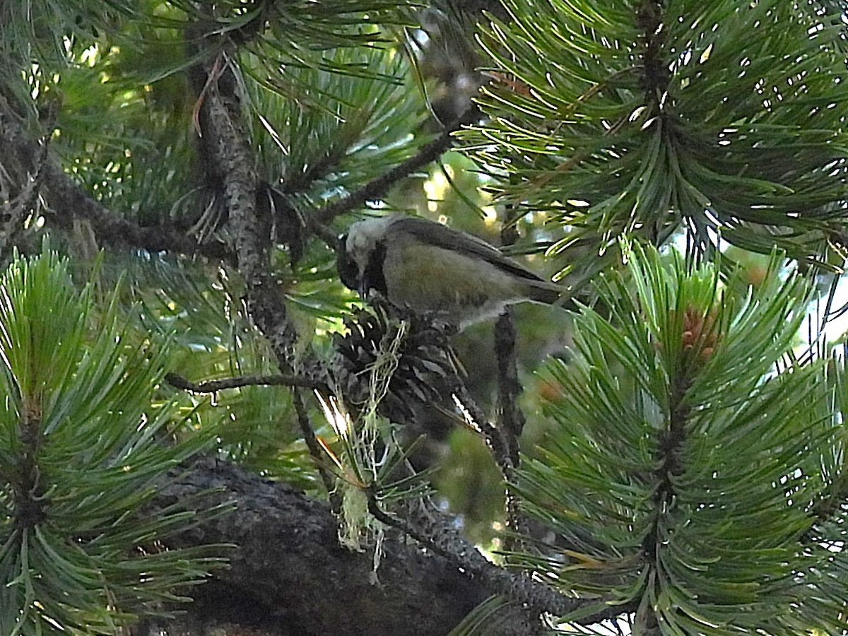 Mountain Chickadee - ML638341817