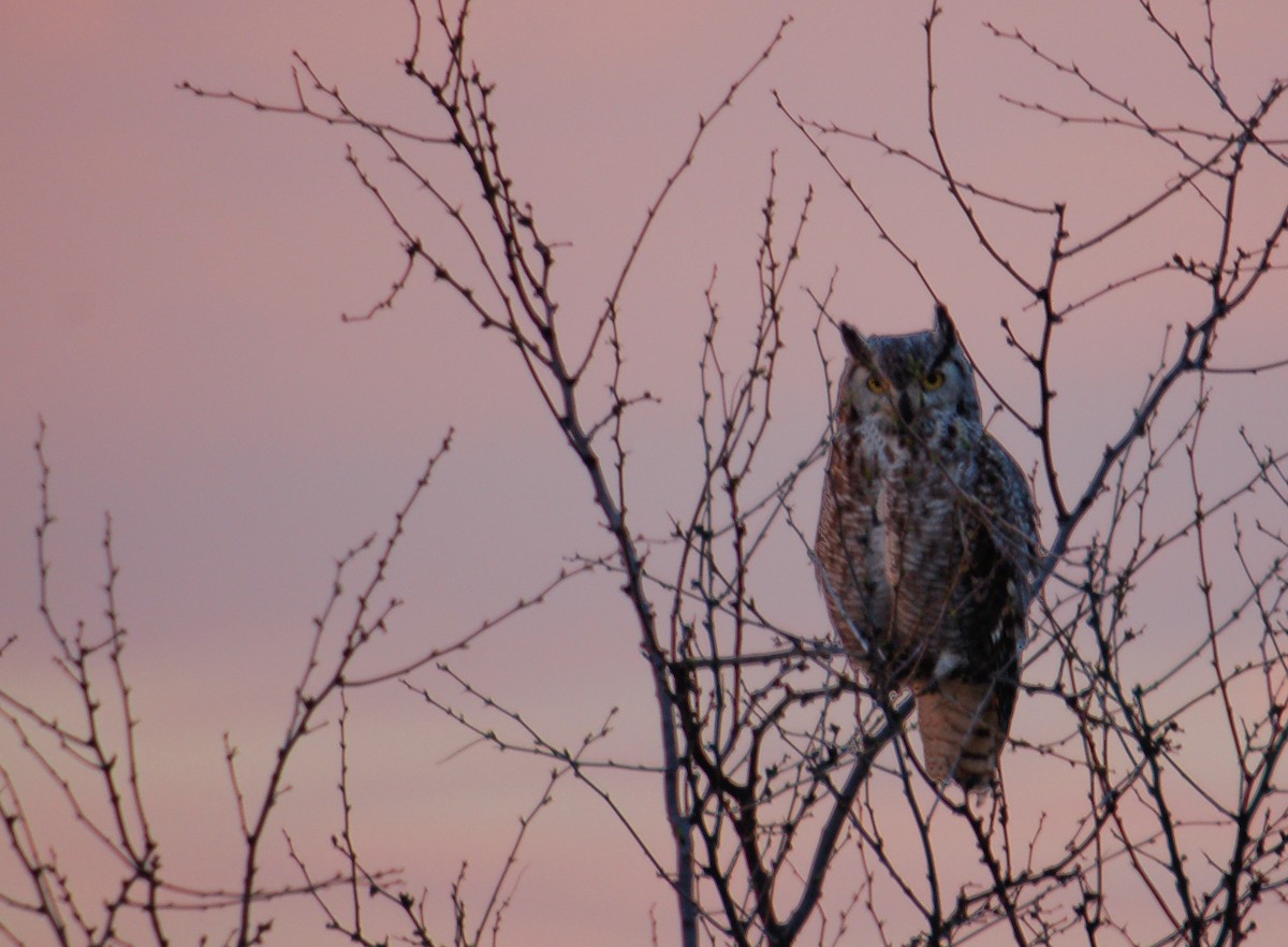 Great Horned Owl - ML638341823