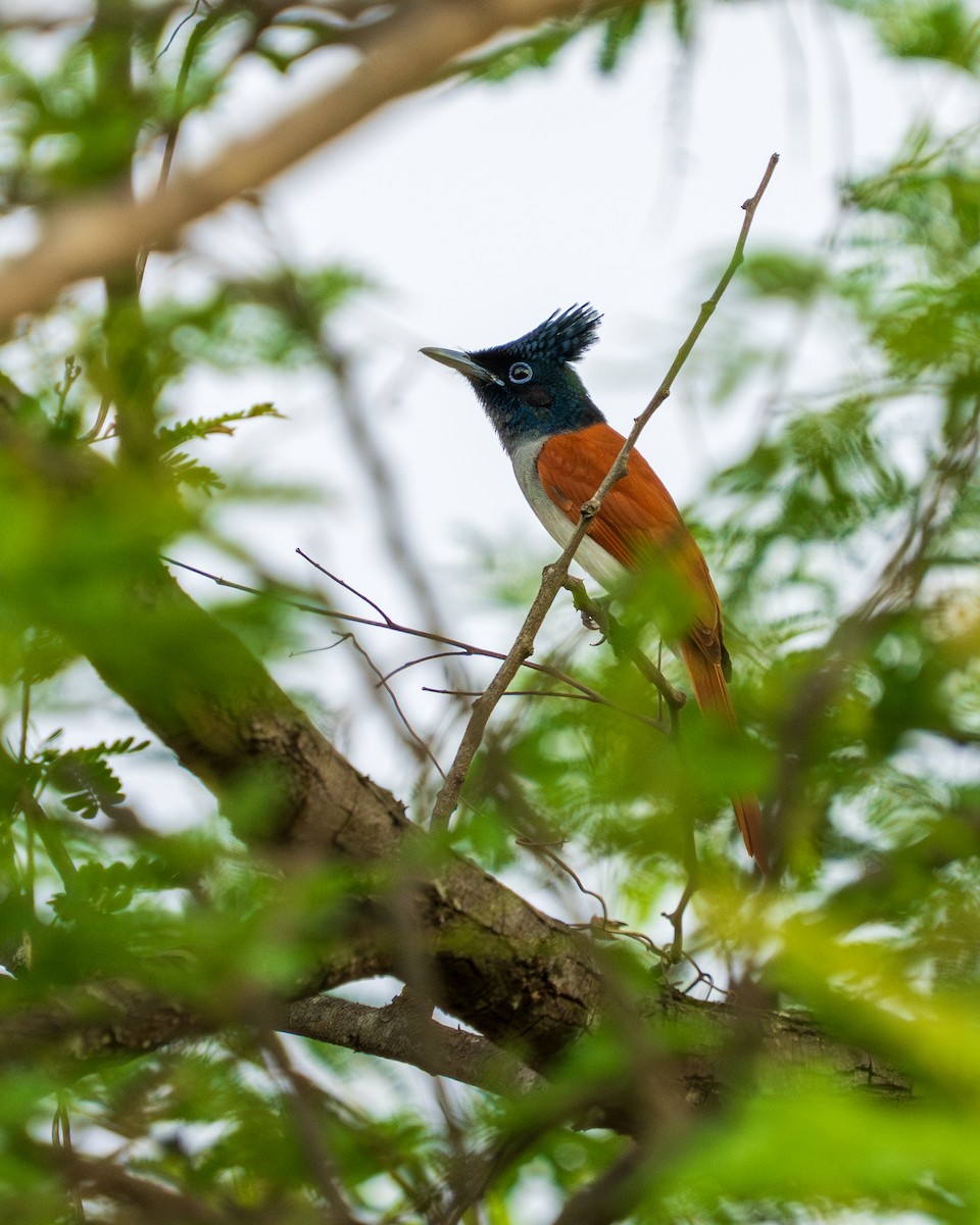 Indian Paradise-Flycatcher - ML638341825