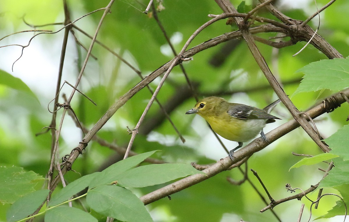 Yellow-throated Vireo - ML638341837