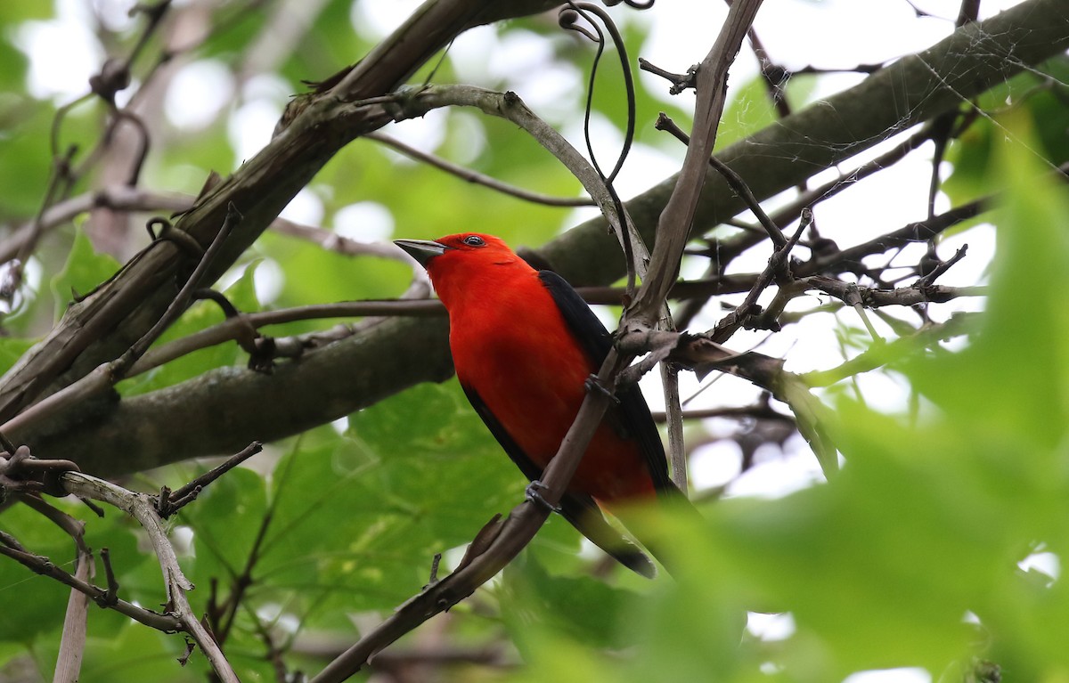 Scarlet Tanager - ML638341849