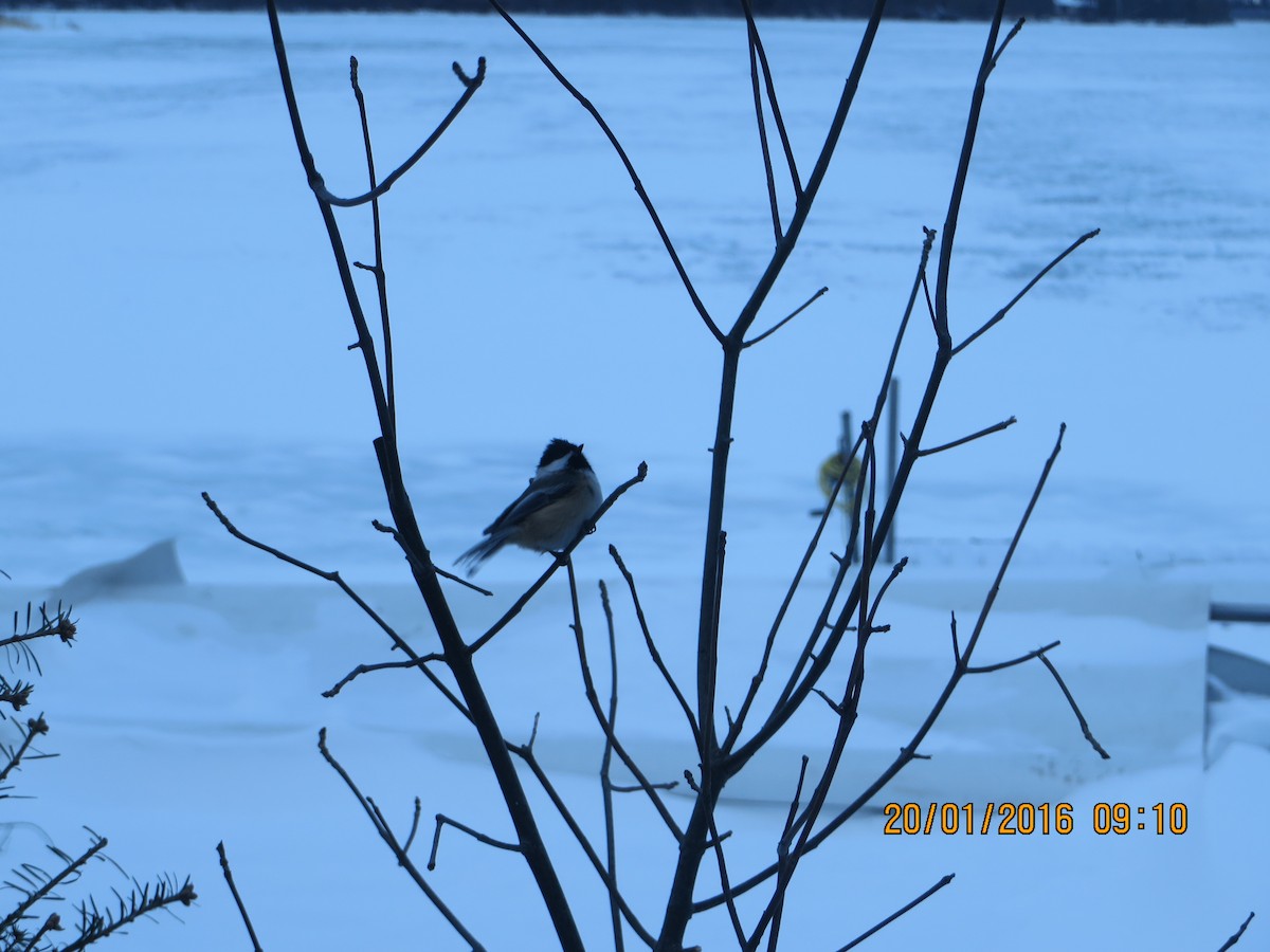 Black-capped Chickadee - ML638341864