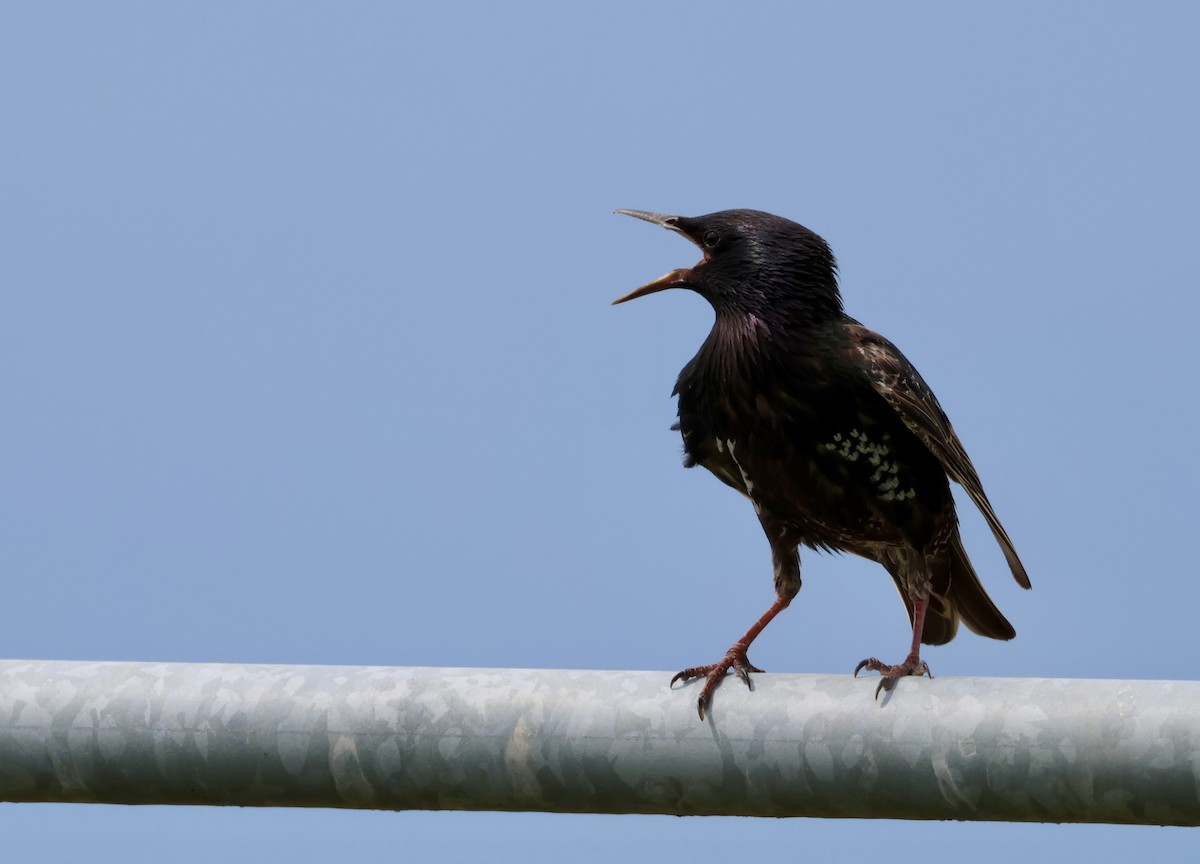 European Starling - ML638341867