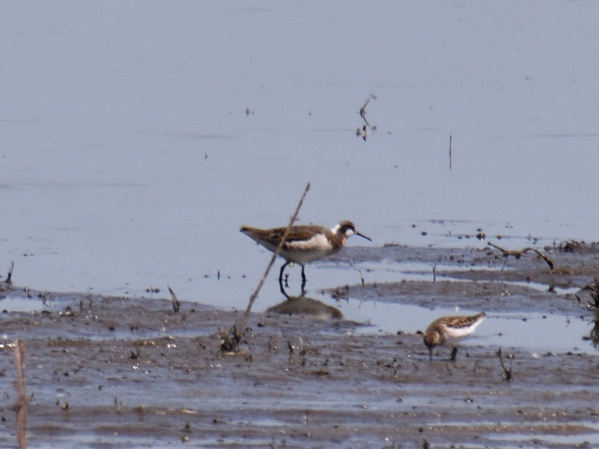 hvithalesvømmesnipe - ML638341868