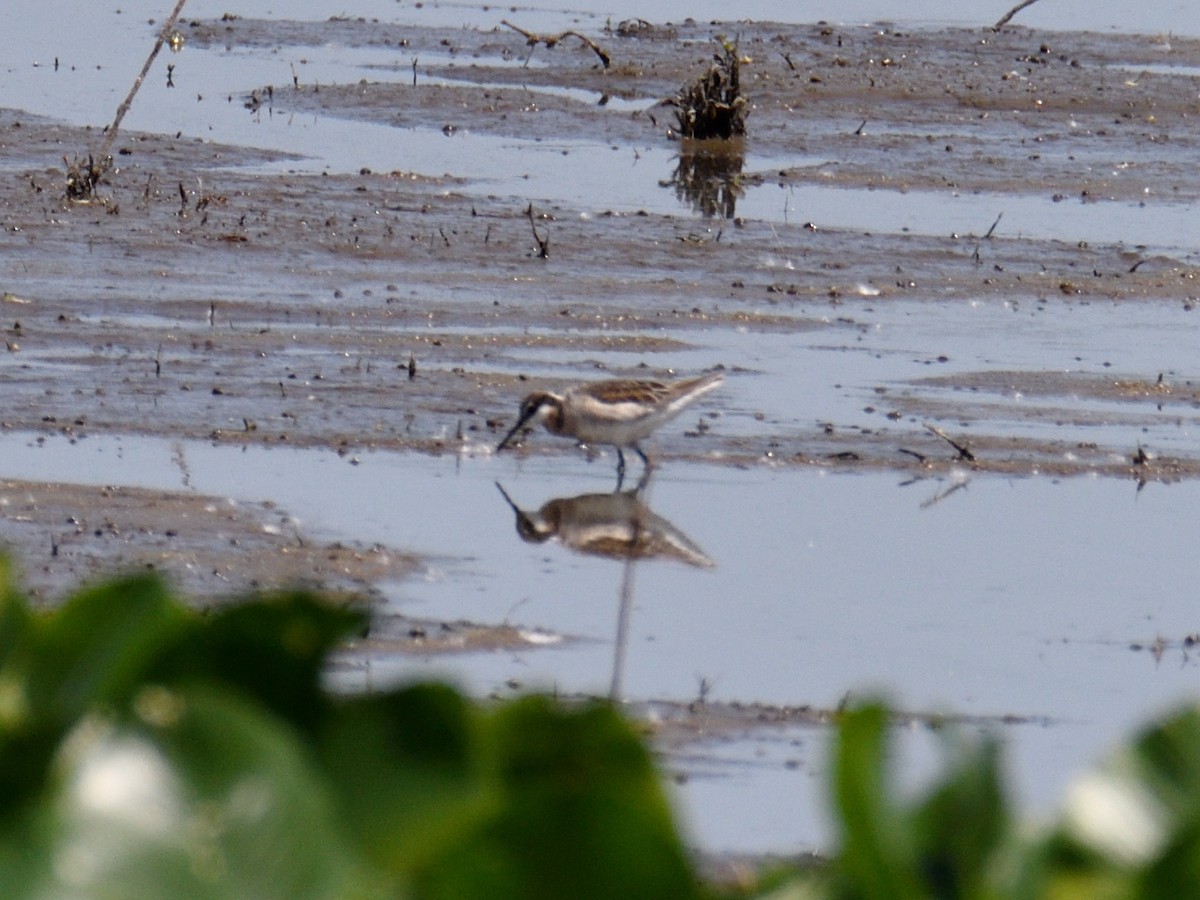 hvithalesvømmesnipe - ML638341869