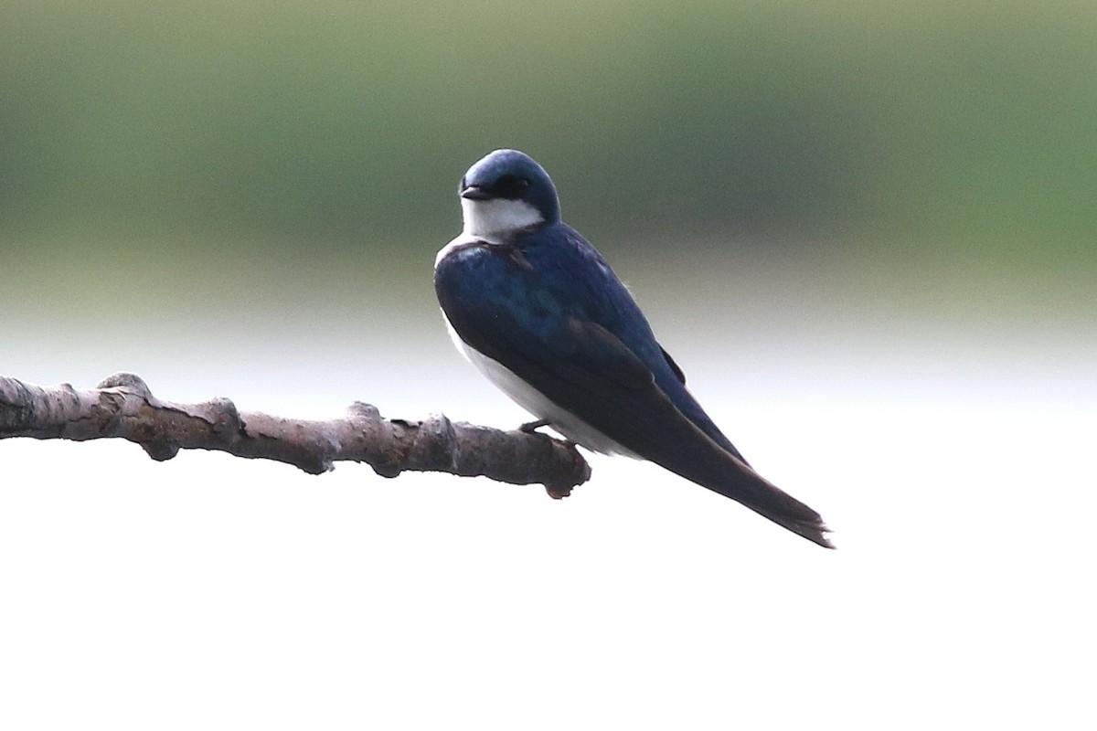 Tree Swallow - ML638341870