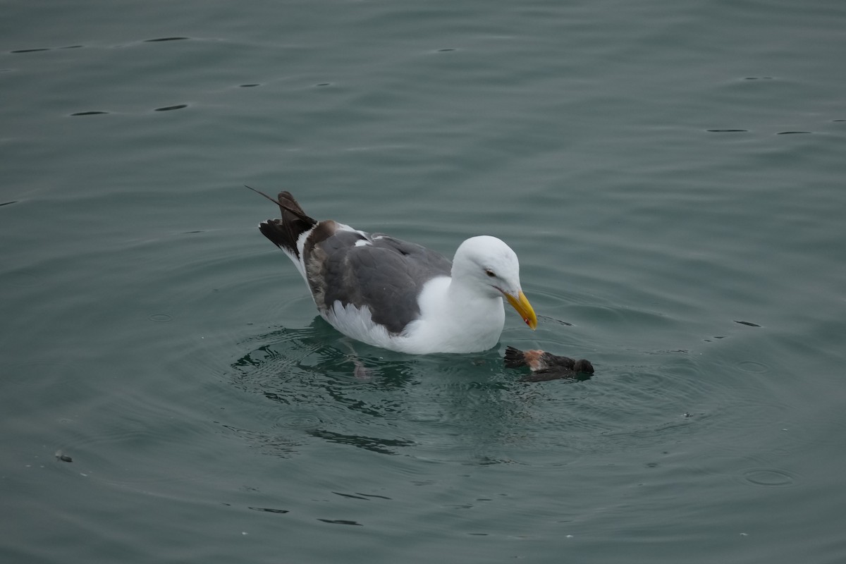 Western Gull - ML638341874