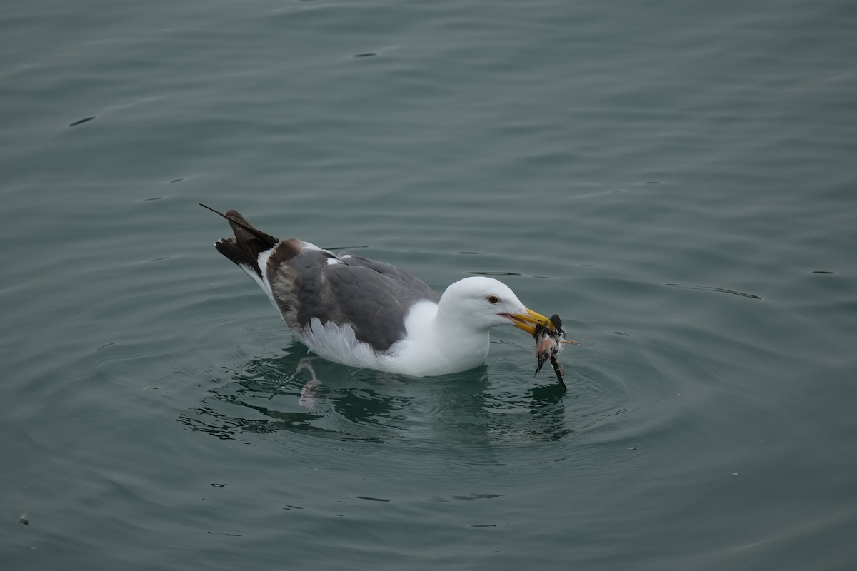 Western Gull - ML638341875