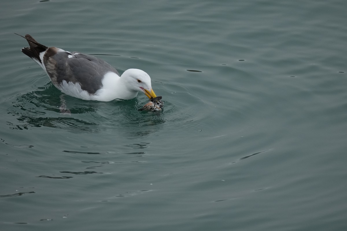 Western Gull - ML638341877