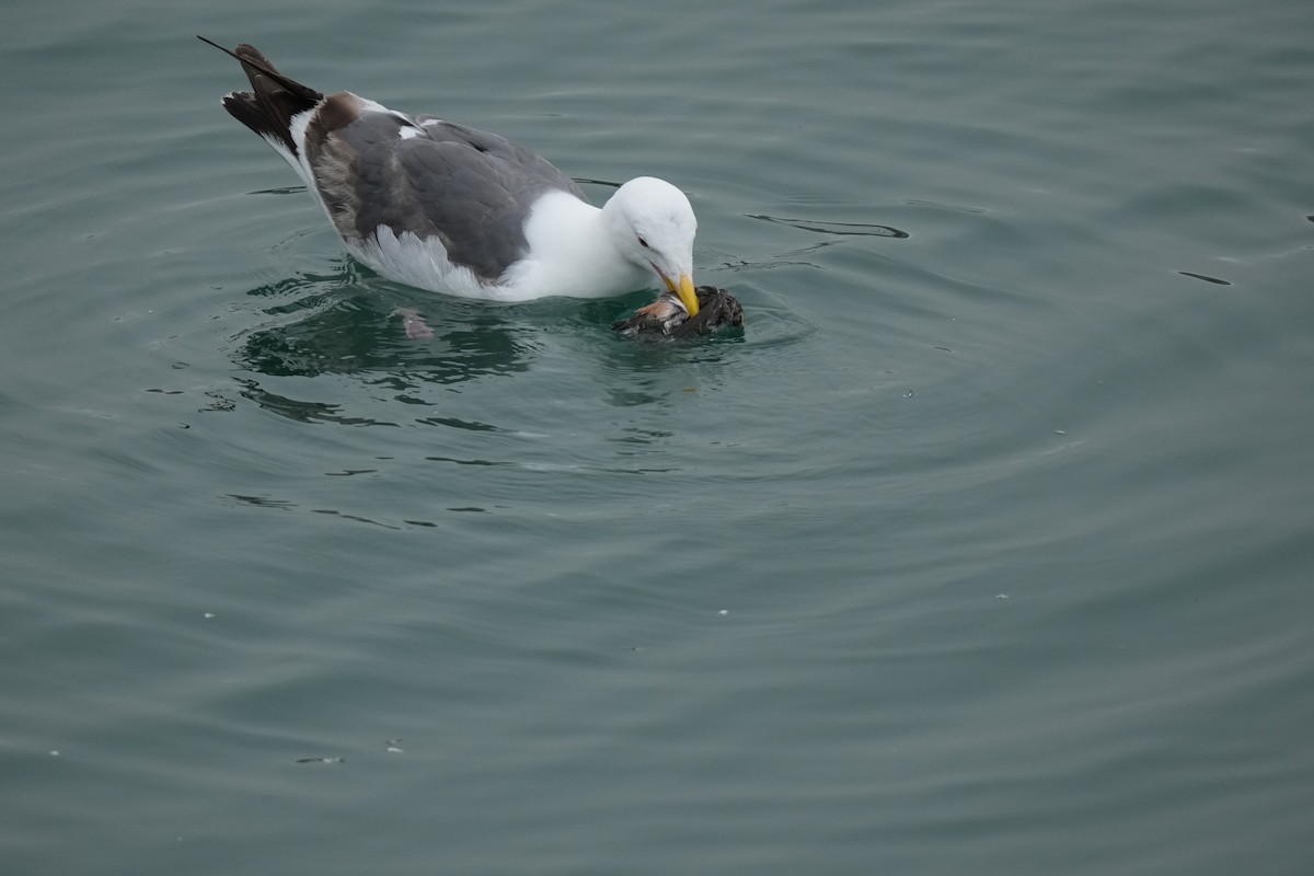 Western Gull - ML638341878