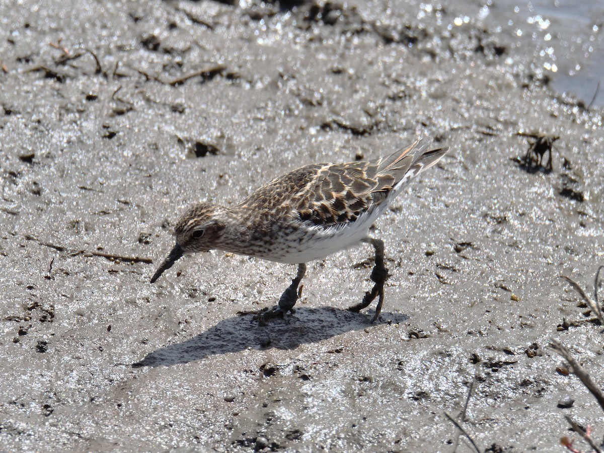 pygmésnipe - ML638341888
