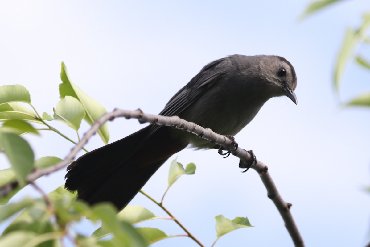 kattespottefugl - ML638341894