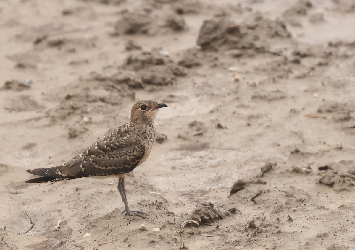 Oriental Pratincole - ML638341901