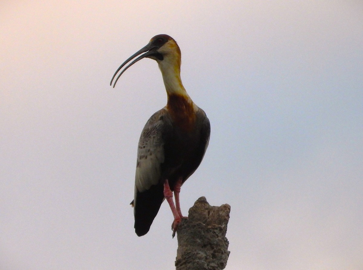 Buff-necked Ibis - ML638341912