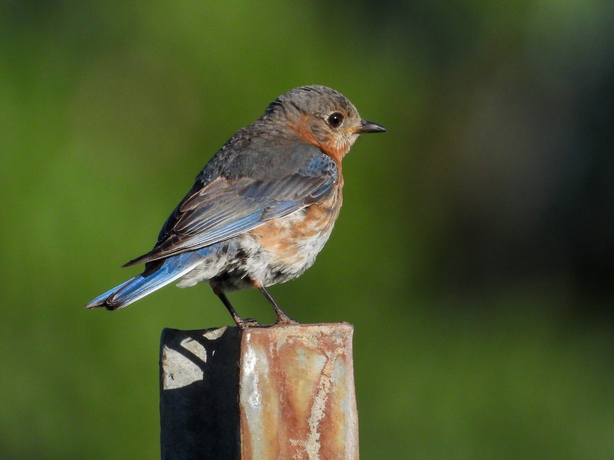 Eastern Bluebird - ML638341917