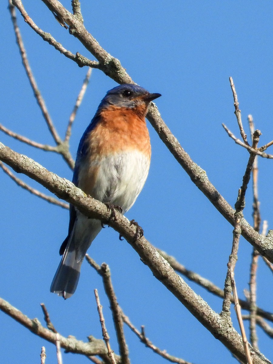 Eastern Bluebird - ML638341918
