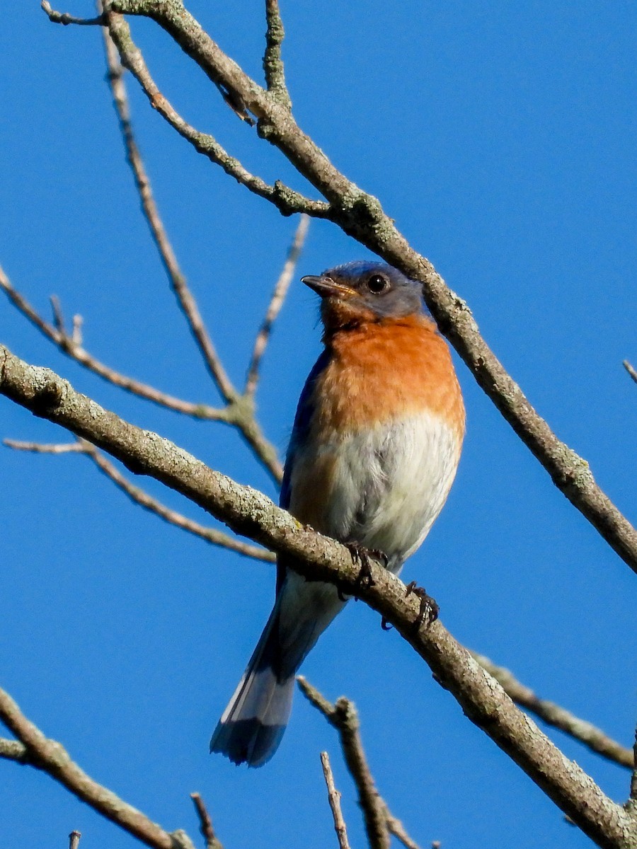 Eastern Bluebird - ML638341919