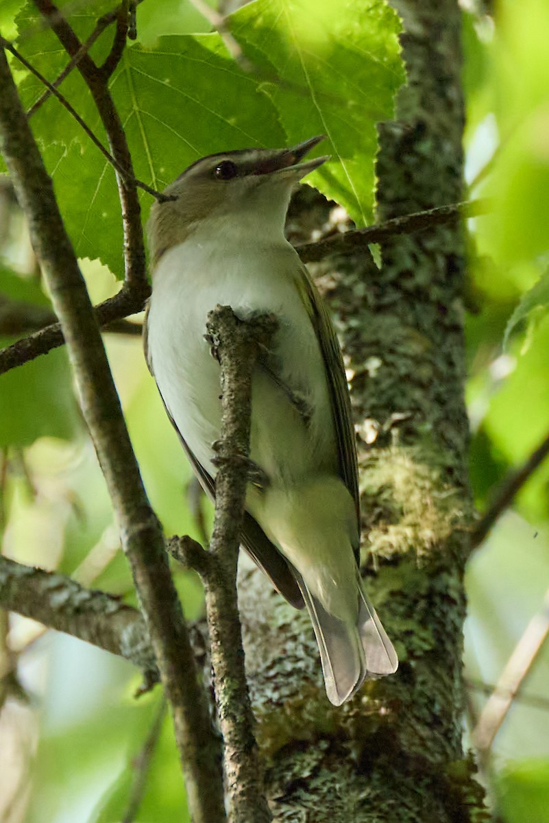 Vireo begigorria - ML638341920
