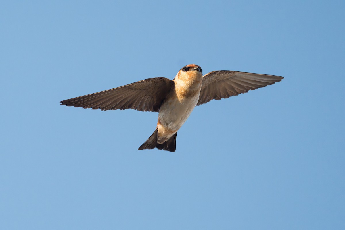 Cave Swallow (Caribbean) - ML638341922