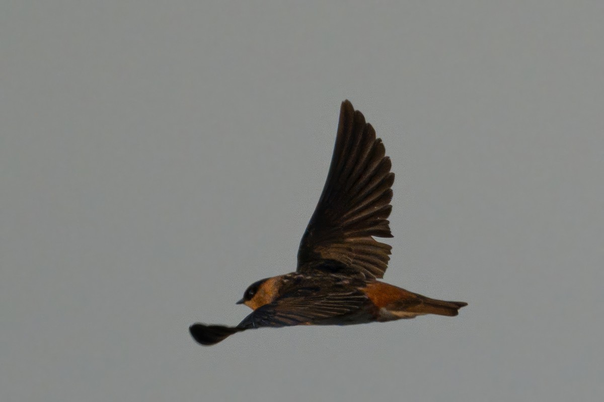 Cave Swallow (Caribbean) - ML638341923