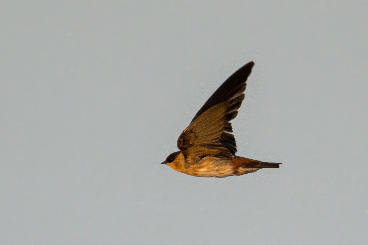 Cave Swallow (Caribbean) - ML638341924
