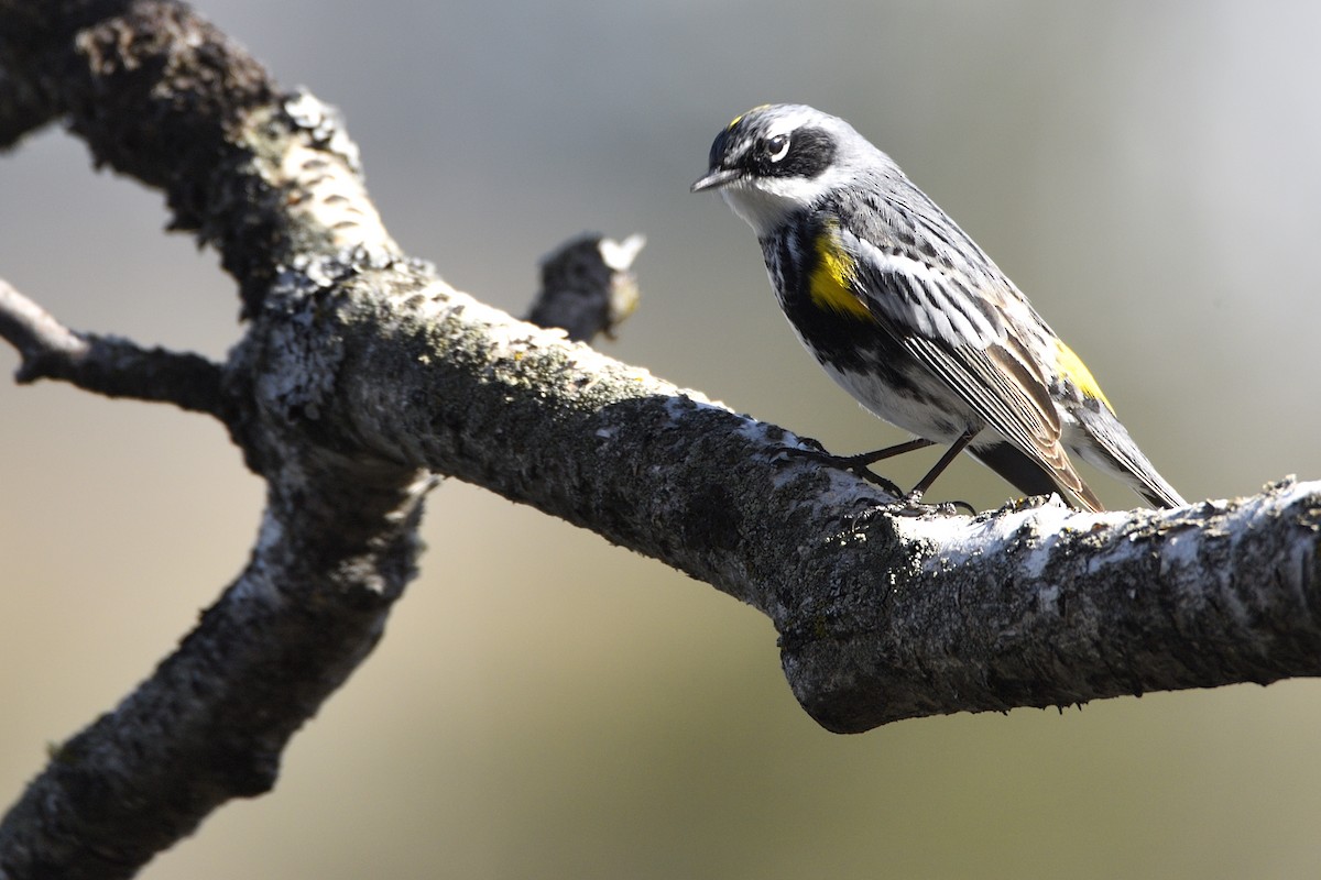 Kronenwaldsänger (coronata) - ML638341934