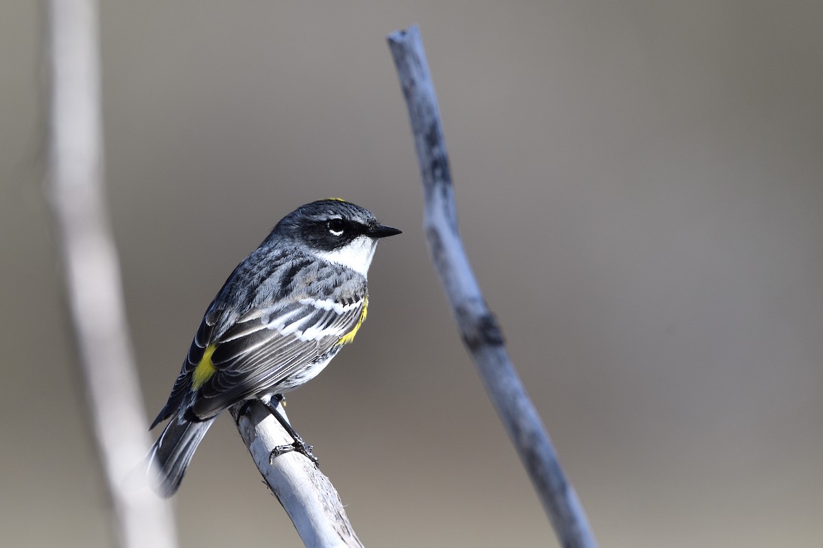 myrteparula (coronata) - ML638341936