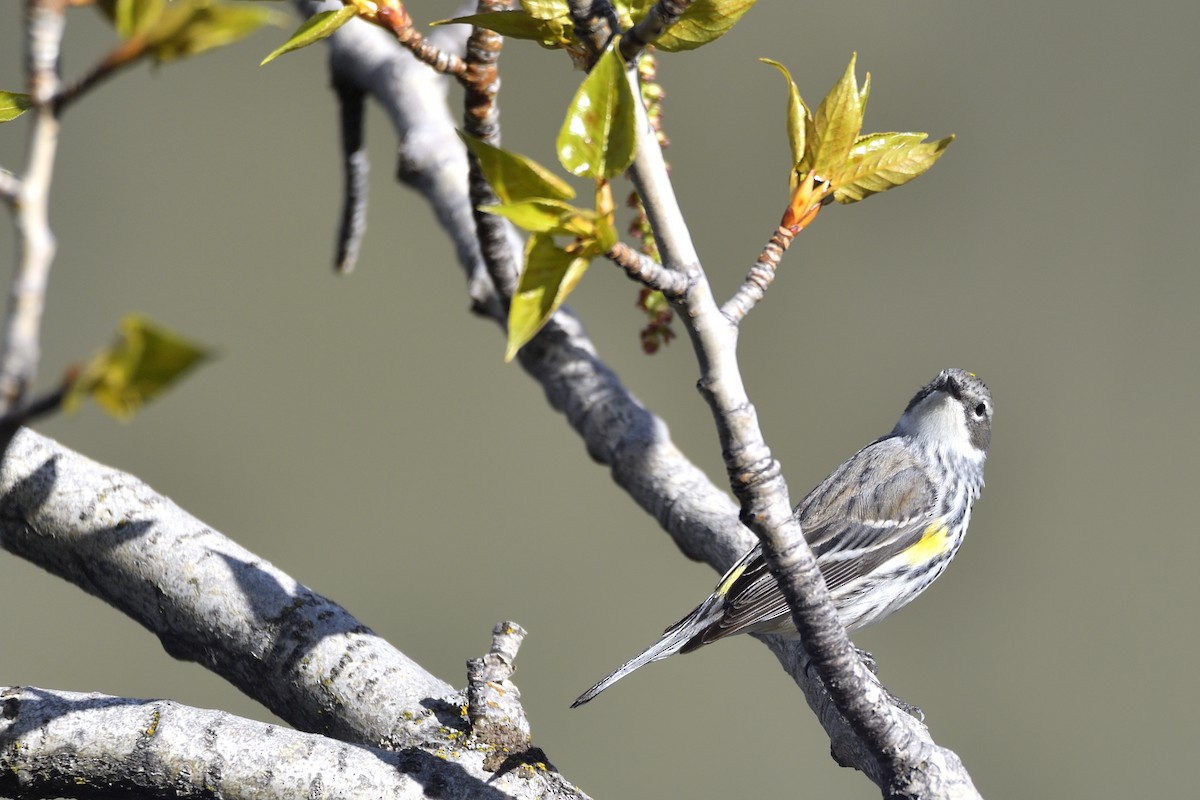 Kronenwaldsänger (coronata) - ML638341938