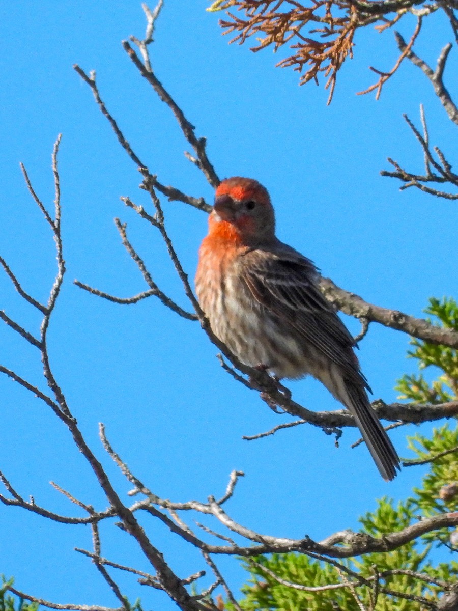 House Finch - ML638341944