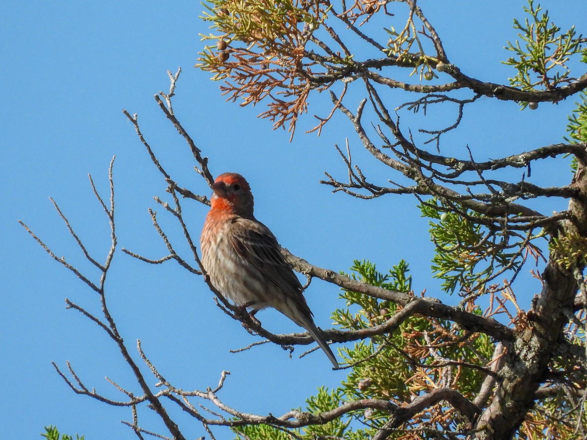 House Finch - ML638341945
