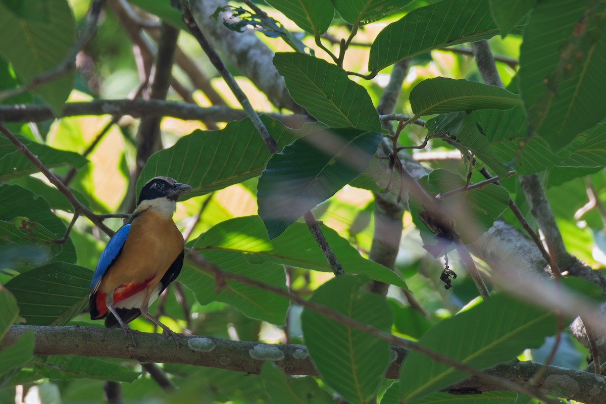Blue-winged Pitta - ML638341946
