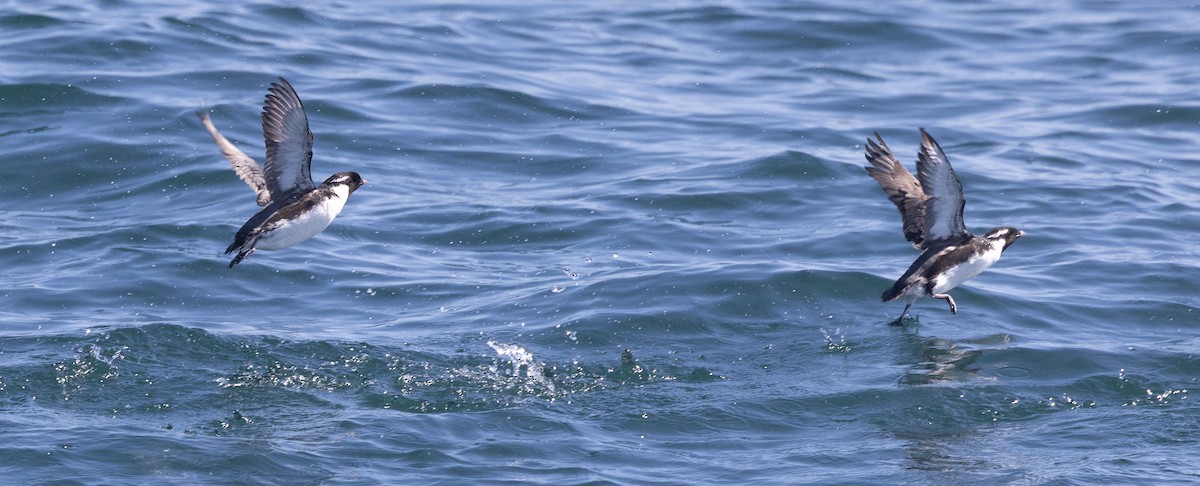 Ancient Murrelet - ML638341958