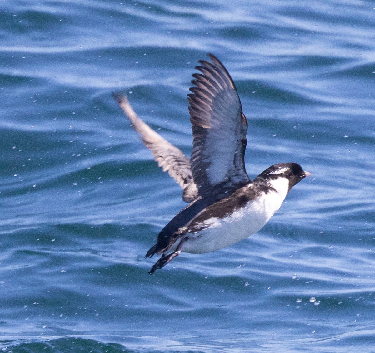 Ancient Murrelet - ML638341959