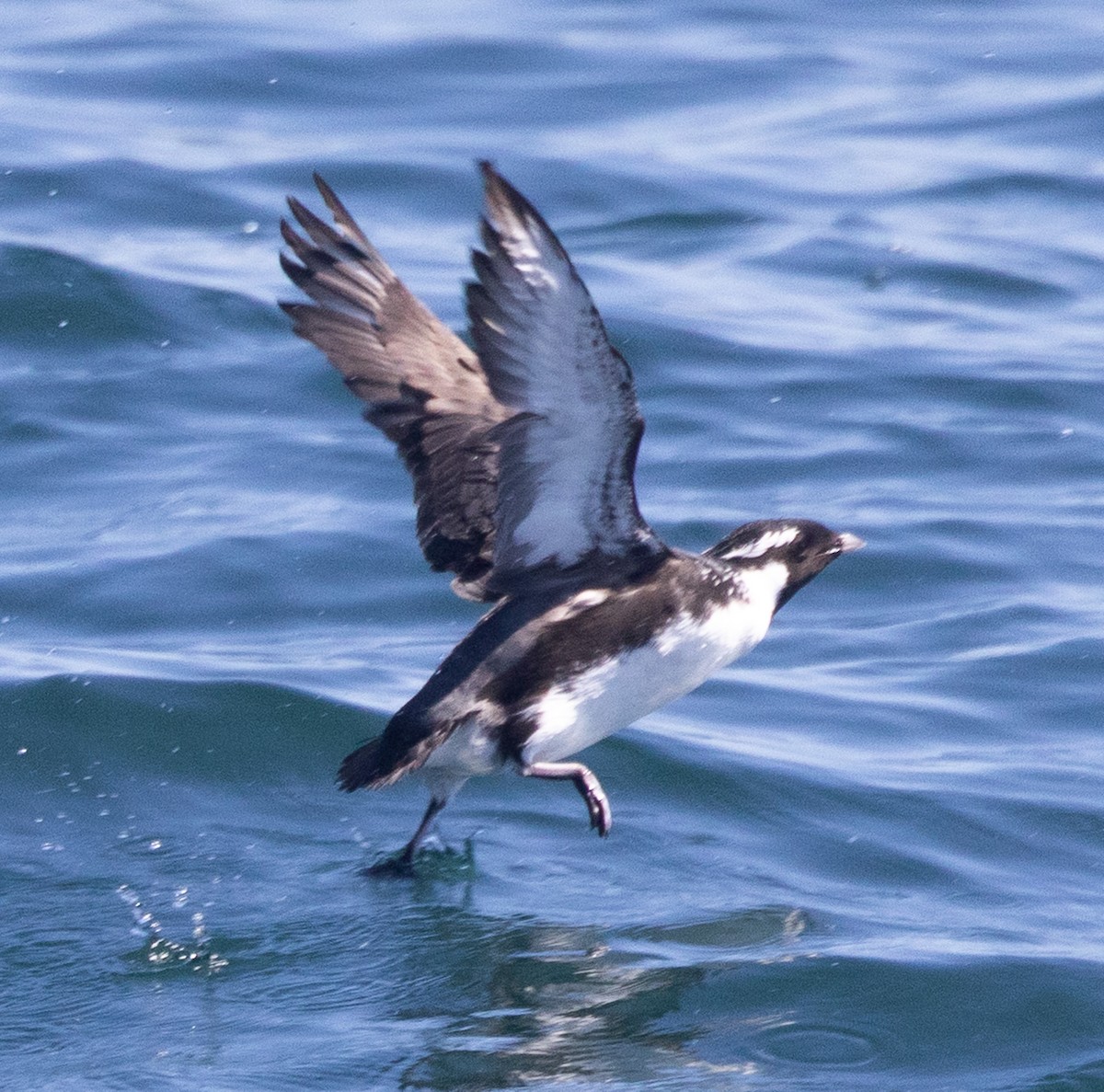 Ancient Murrelet - ML638341960
