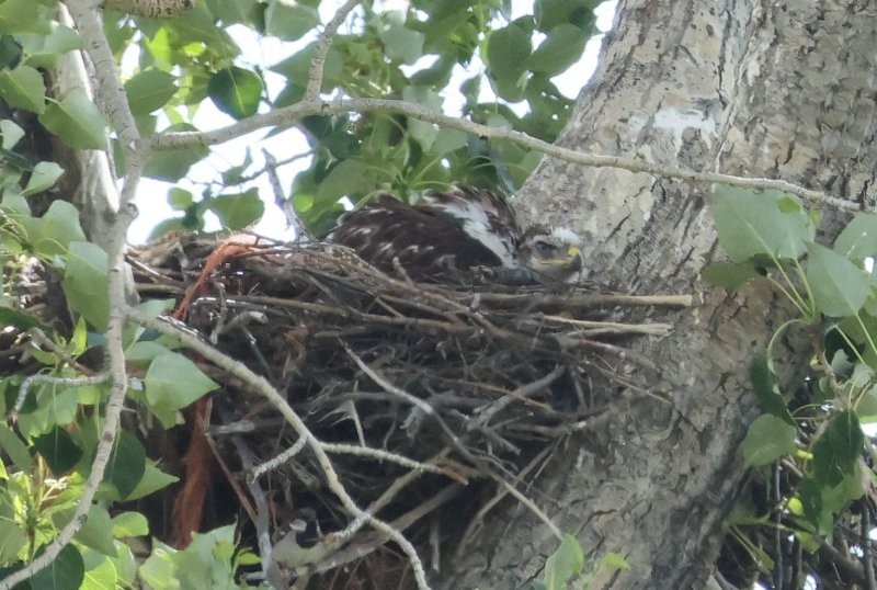 Ferruginous Hawk - ML638341966