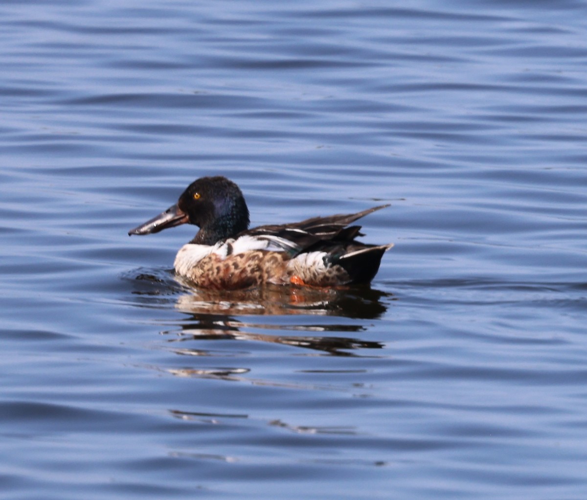 Northern Shoveler - ML638341972