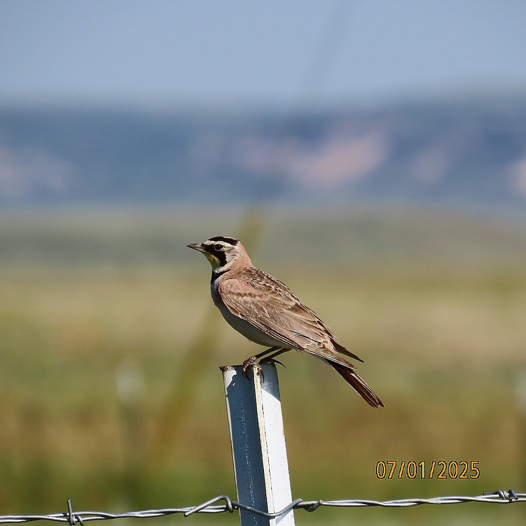 Horned Lark - ML638341989