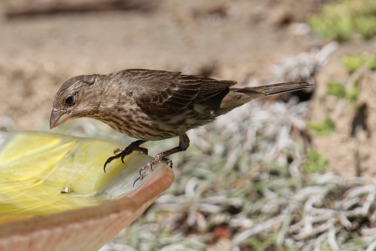 House Finch - ML638342000
