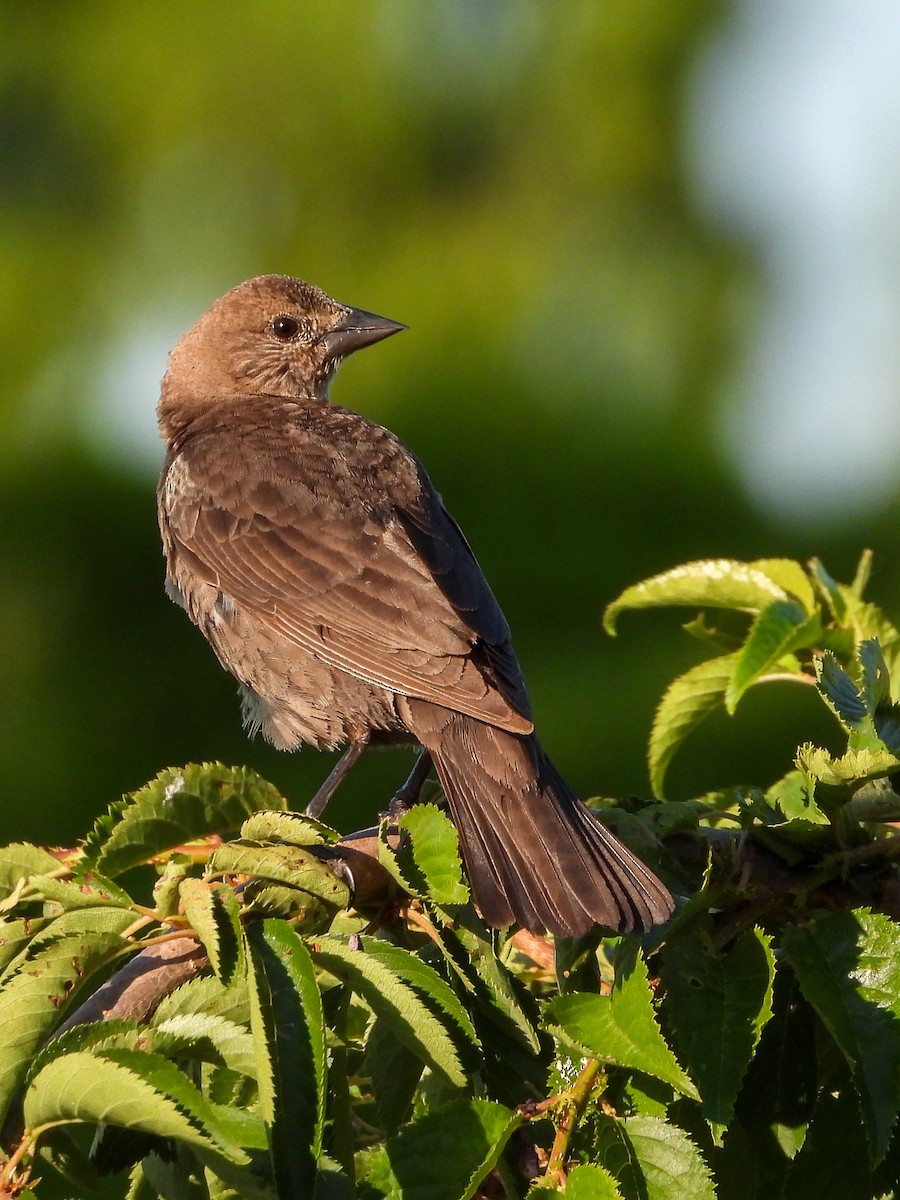 Brown-headed Cowbird - ML638342011