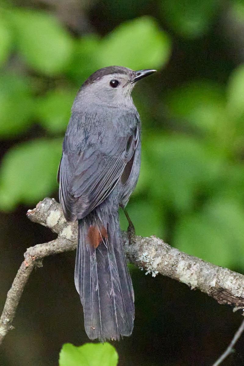 kattespottefugl - ML638342012