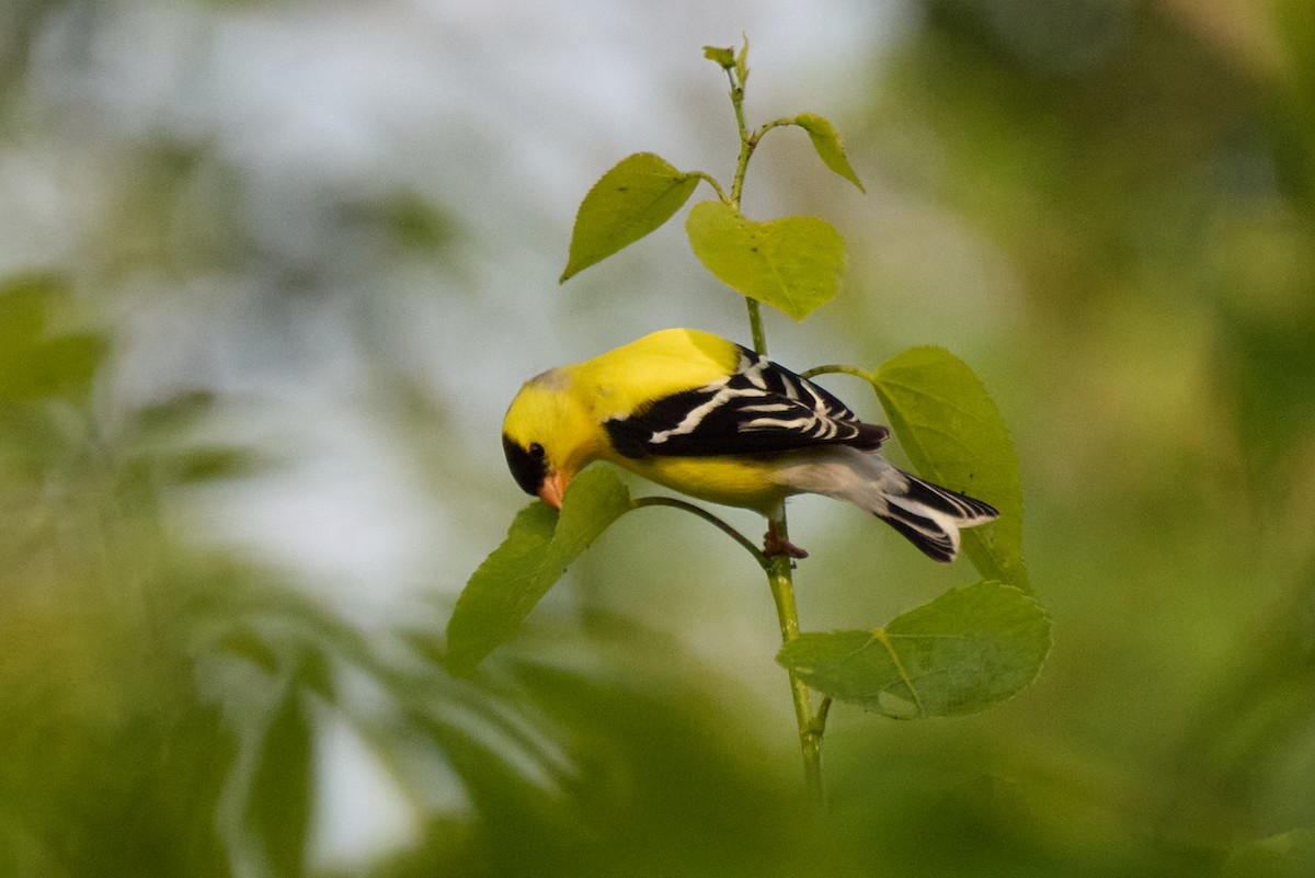 Chardonneret jaune - ML638342040