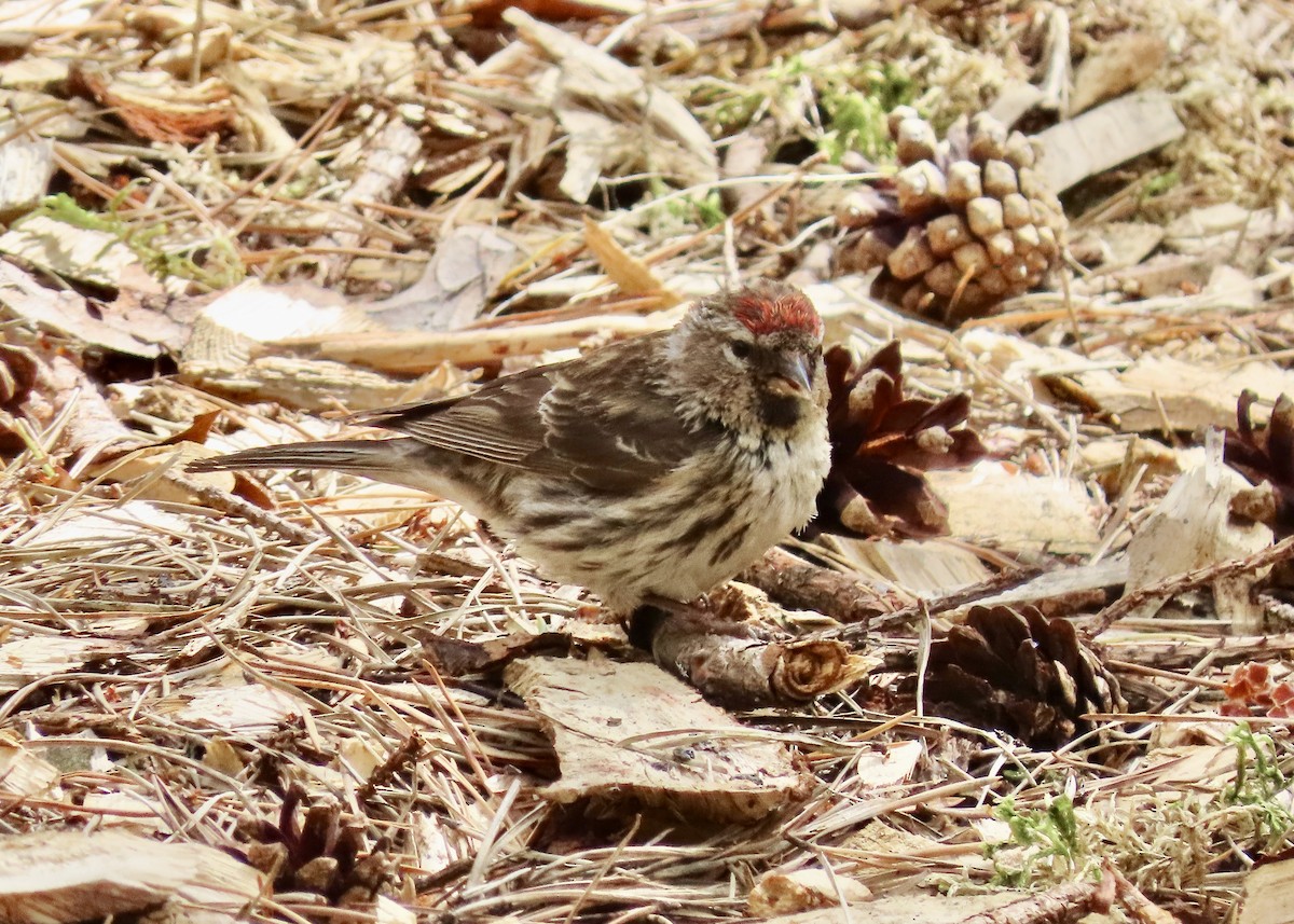 Redpoll - ML638342049