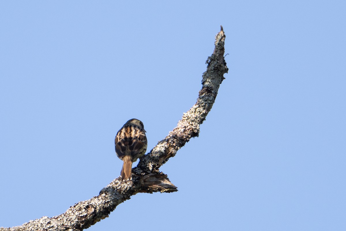 Masked Bunting - ML638342053