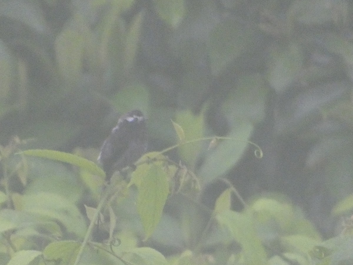 Long-tailed Tyrant - ML638342069
