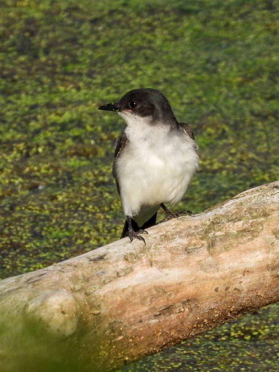 Eastern Kingbird - ML638342076